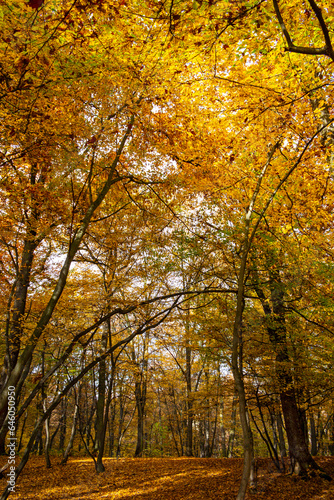 autumn sunny day, colorful forest landscape