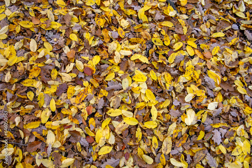 autumn leaves on the ground, background leaves autumn