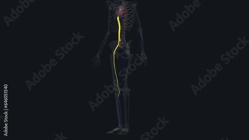 The deep venous system of the calf includes the anterior and posterior tibial veins and the paired peroneal veins photo