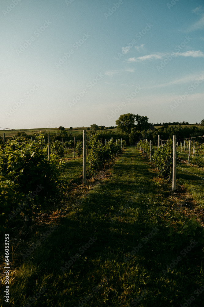 Fototapeta premium Summer Vineyard Views