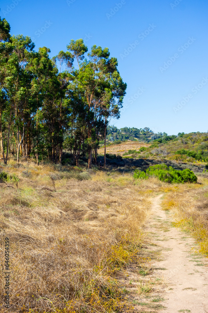 Views of eucalyptus trees and golden rolling hills while hiking in Tuna Canyon in Malibu, California.