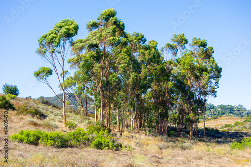 Views of eucalyptus trees and golden rolling hills while hiking in Tuna Canyon in Malibu, California.