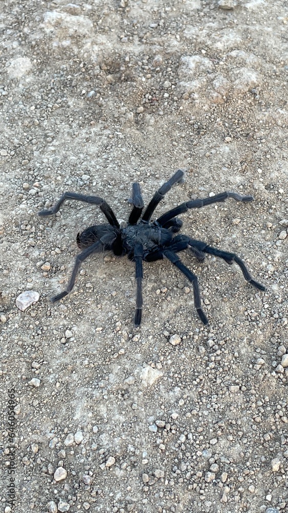 Large tarantula seen on hiking trial in Topanga, California. Large tarantula seen on hiking trial in Topanga, California.