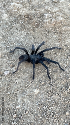 Large tarantula seen on hiking trial in Topanga, California.