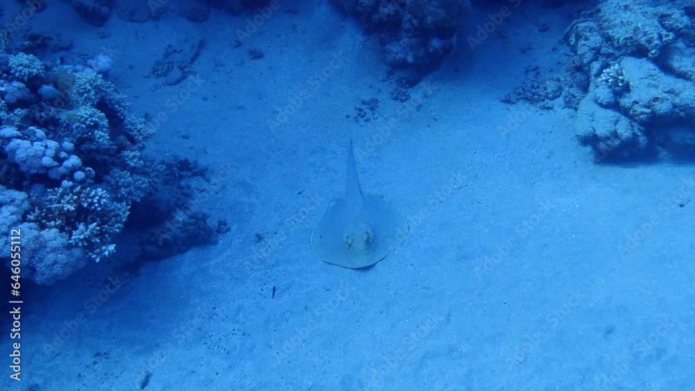 Bluespotted ribbontail ray