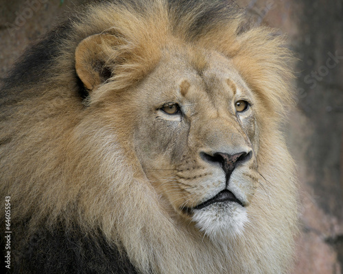 Adult male African Lion closeup portrait