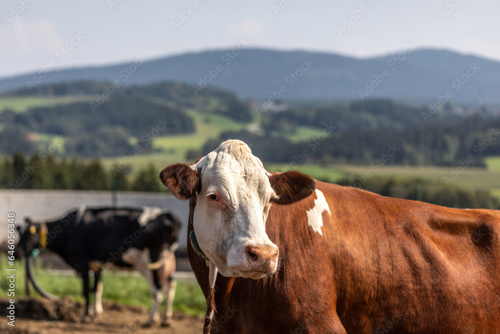 A german simmental cow on a pasture in summer outdoors