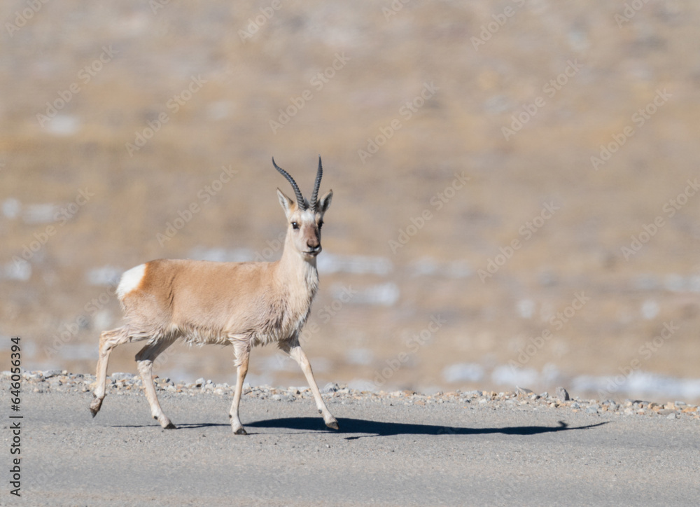Tibetan gazelle from Gurudongmar of north sikkim Tibetan gazelle from Gurudongmar of north sikkim