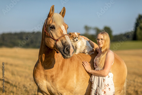 A young blonde woman enjoying time with her chihuahua dog and der haflinger horse in summer outdoors during sundown © Annabell Gsödl
