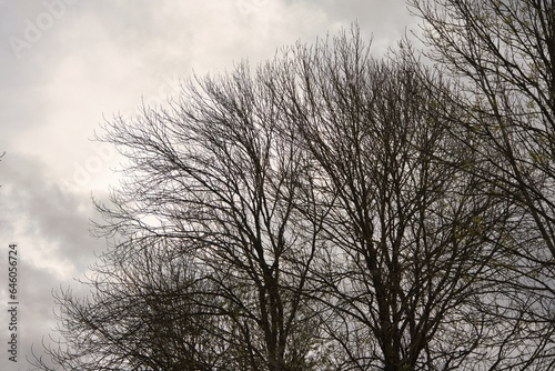 Several leafless trees in a gloomy atmosphere. Gray, cloudy sky background