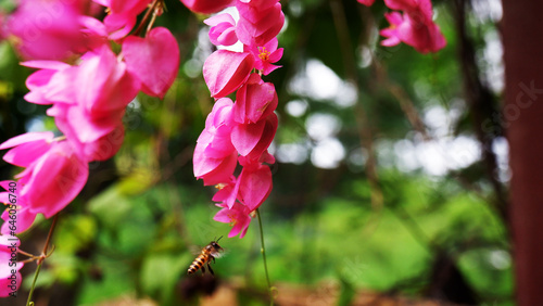 bee and pink flowers