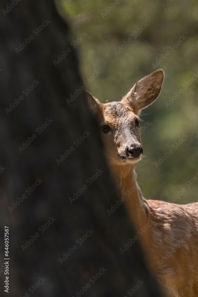 Female roe deer or roebuck (Capreolus capreolus) peeks behind a larch tree on a spring morning in the Italian Alps.
