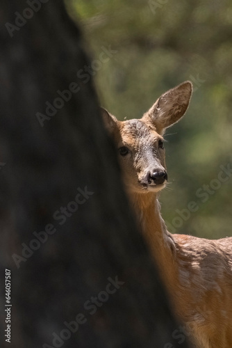 Obraz na płótnie Female roe deer or roebuck (Capreolus capreolus) peeks behind a larch tree on a spring morning in the Italian Alps. w salonie