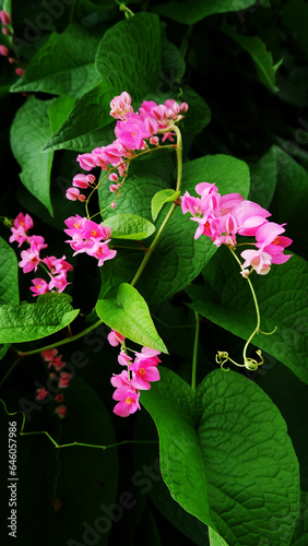 pink water with leaf