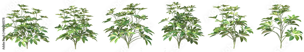 Set of Heptapleurum arboricola tree or umbrella plant with isolated on transparent background. PNG file, 3D rendering illustration, Clip art and cut out