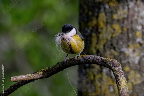 Mésange charbonnière