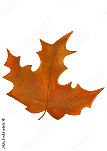 Autumn maple leaf. Autumn illustration. Autumn red leaf from a tree. Hand drawn illustration. Isolated object.