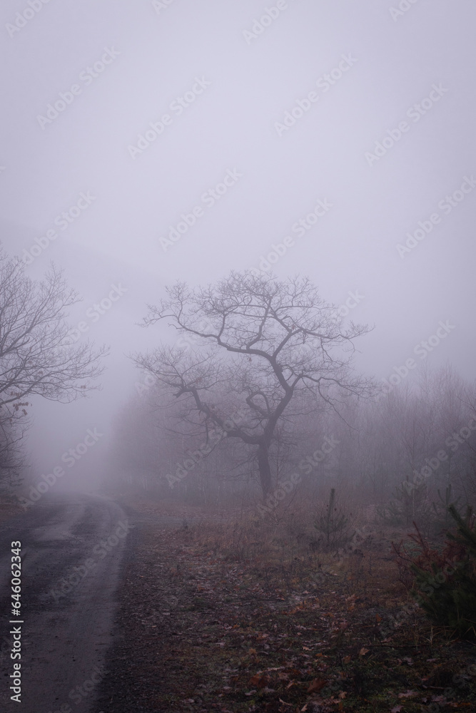 Ścieżka leśna we mgle  - obrazy, fototapety, plakaty 