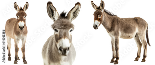 Fotografiet donkey collection (portrait, standing), animal bundle isolated on a white backgr