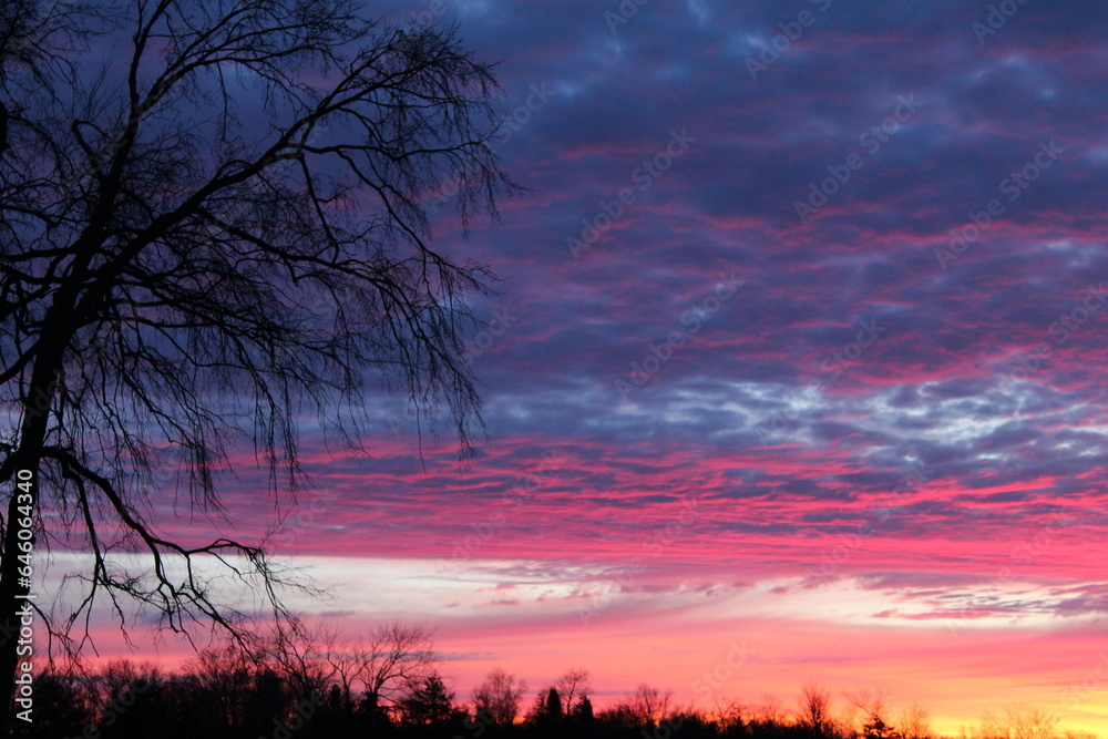 sunset colours with tree