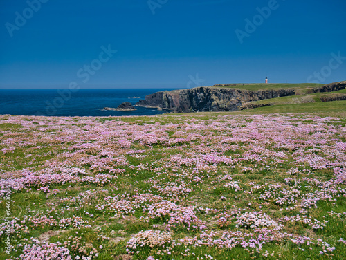 Colourful coastal wildflowers growing on the rocky, rugged, Atlantic coast of the Isle of Lewis in the Outer Hebrides, Scotland, UK. Taken on a sunny day in summer.