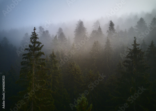 foggy trees © Sören