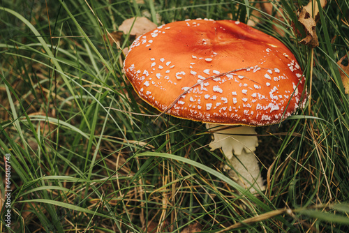 Fly Agaric Eco Autumn mushroom. A poisonous mushroom that grows in the forest under the trees in the moss. Red flycatcher in green moss. Used in pharmacology