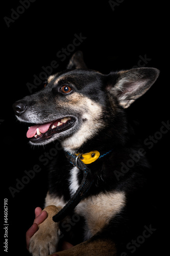 Dog portrait of a mongrel on a black background