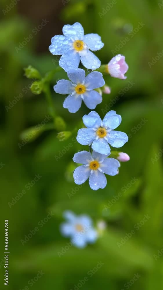 close-up macro blue forget-me-not flower, forest plants, botany, garden plants close-up macro blue forget-me-not flower, forest plants, botany, garden plants