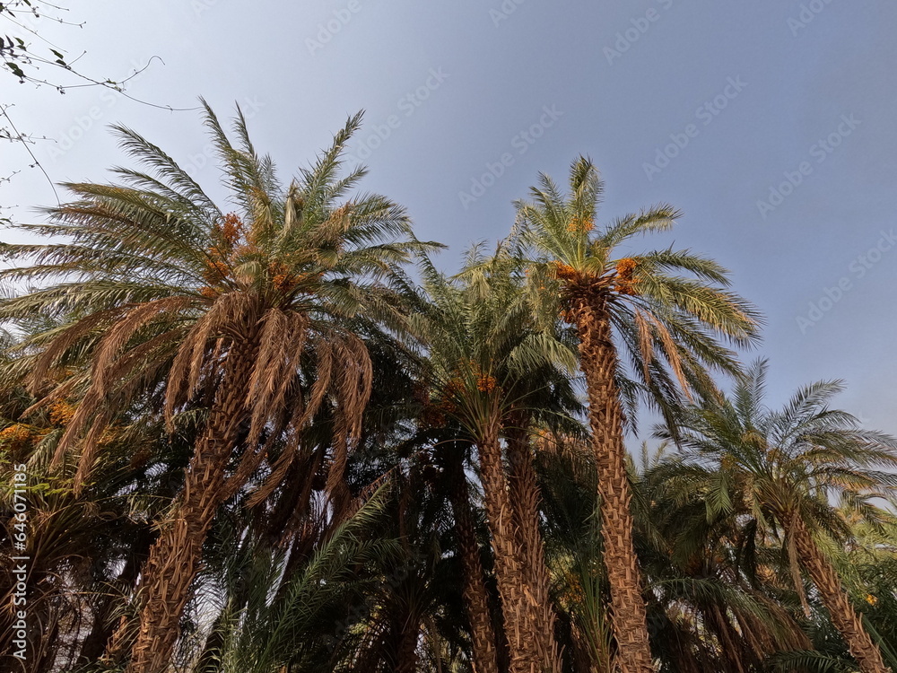 palm tree in the wind