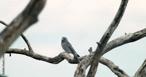 Ashy Woodswallow or Artamus fuscus on the dry branch, found high in the mountains in the forests of Kanchanaburi Province, Thailand, southeast Asia. photo