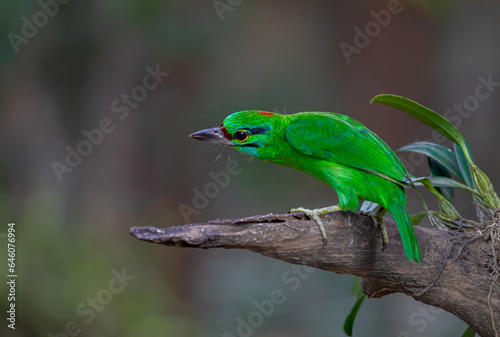 Beautiful bright green bird in nature. Blue-throated Barbet bird on a branch.( Megalaima asiatica )