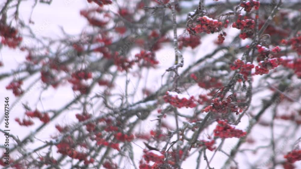 Hungry winter colorful songbirds in the winter snow tree, feeding on red berry fruits on the tree branches. Feed the birds in winter. 4K background copyspace. Hungry winter colorful songbirds in the winter snow tree, feeding on red berry fruits on the tree branches. Feed the birds in winter. 4K background copyspace.