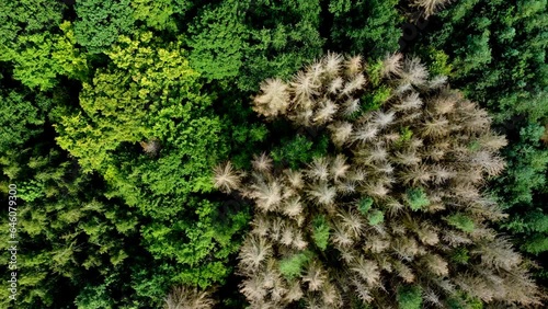 Panning flyover of dry German forest with dead trees damaged by drought and insect infestation