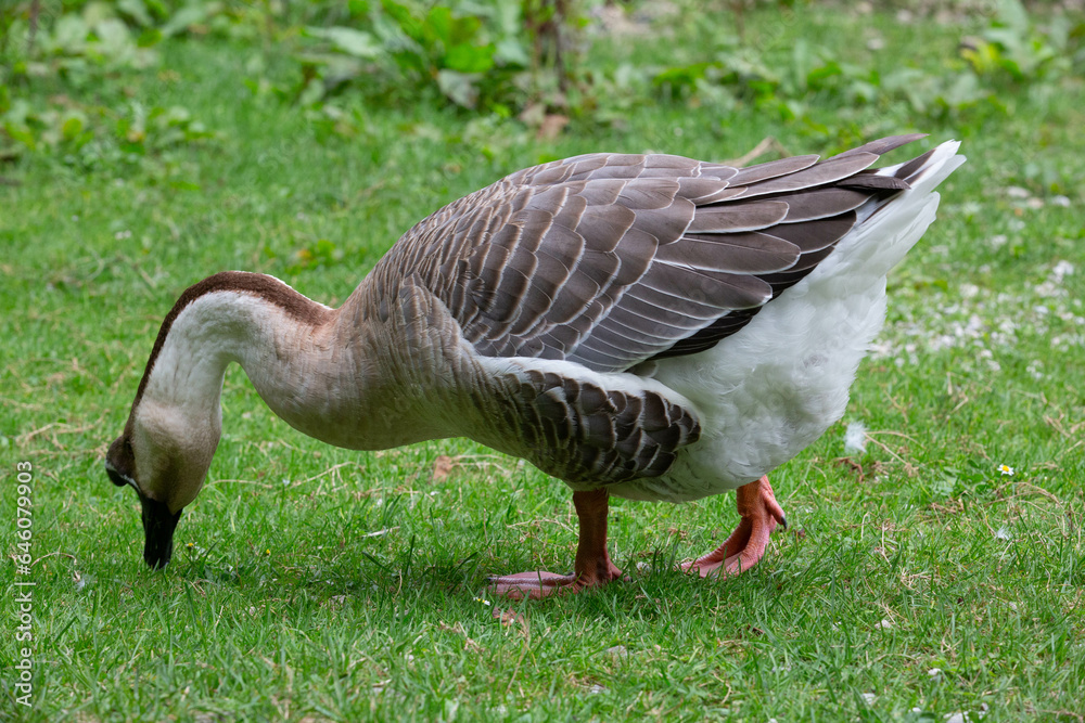 Goose Goose