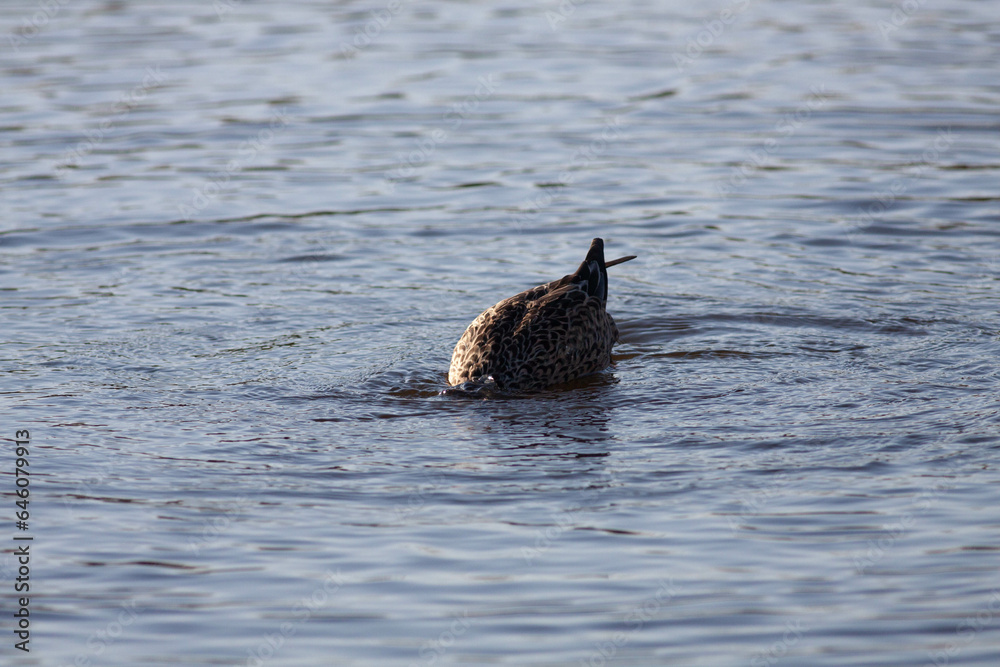 Fototapeta premium Goose