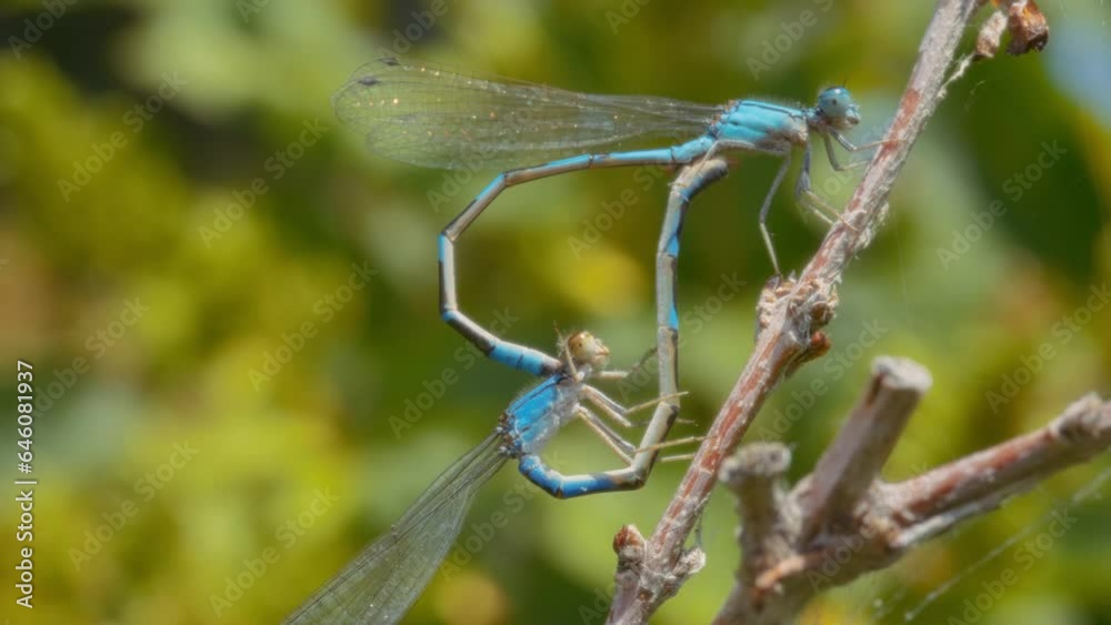 Blue dragonflies mating in the shape of a heart. Slow motion, macro shot. 