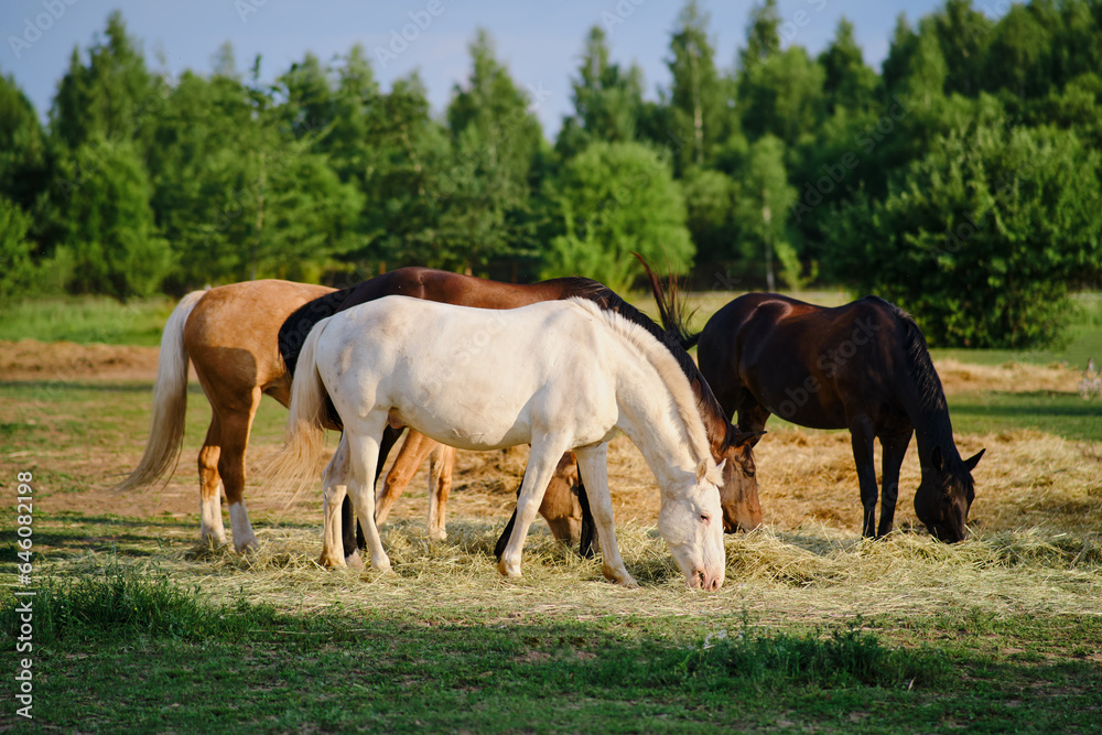 The horses in the farm pasture spend their time peacefully eating hay and grazing on the lush green grass The horses in the farm pasture spend their time peacefully eating hay and grazing on the lush green grass