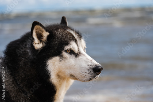 Portrait of an adult Siberian Husky dog       in nature  close-up photo.
