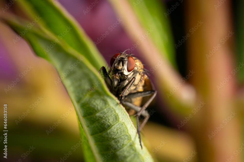Macro Fly on Plant Macro Fly on Plant