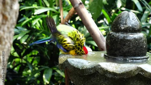 Eastern Rosellas are medium-sized parrots with a distinctive and colorful plumage. They have a red head, neck, and breast, with a white cheek patch bordered by black feathers. |東玫瑰鸚鵡 photo