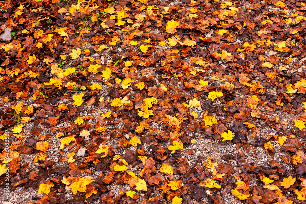Leaves on the ground create a colorful autumnal carpet Leaves on the ground create a colorful autumnal carpet