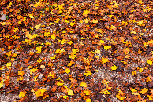 Leaves on the ground create a colorful autumnal carpet