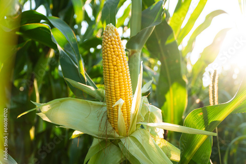 A beautiful cob of corn is grown in the field. Yellow fresh corn on the field