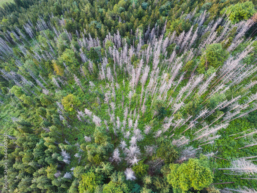 Living and dead forest, photo from a drone in the Tatra Mountains in summer.