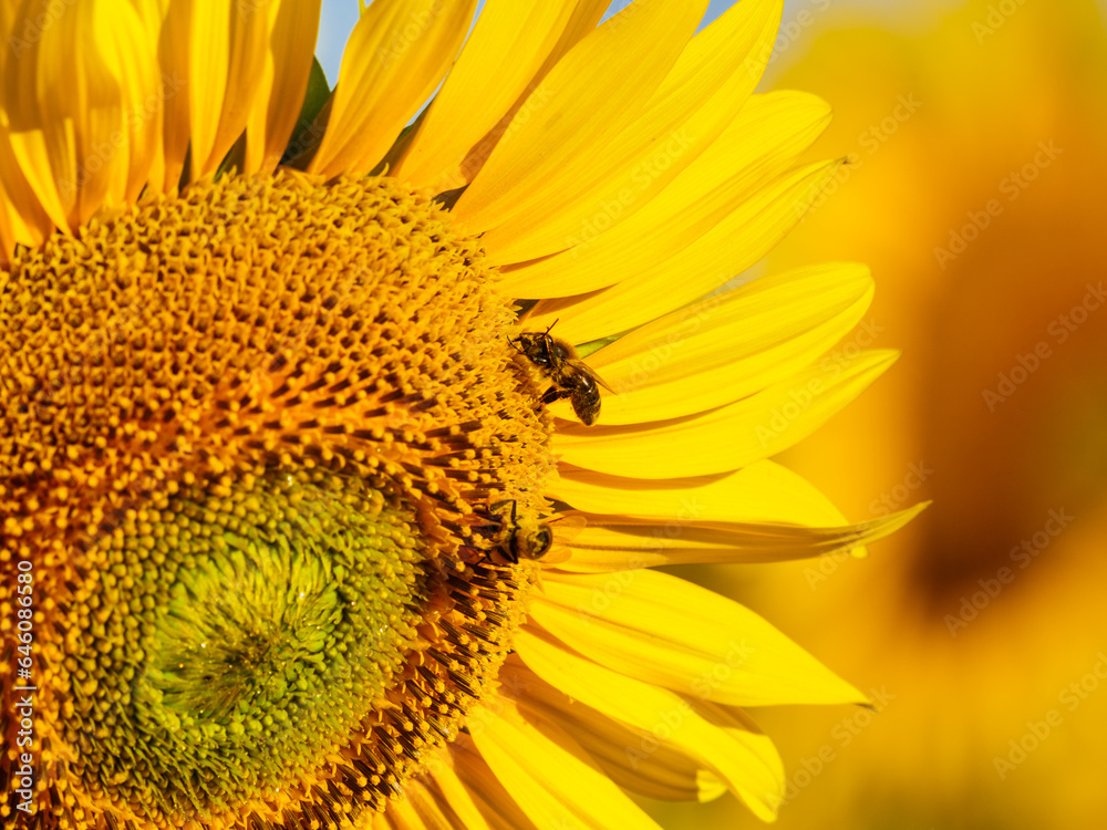 Honey bee collecting pollen at yellow flower. close up Honey bee collecting pollen at yellow flower. close up