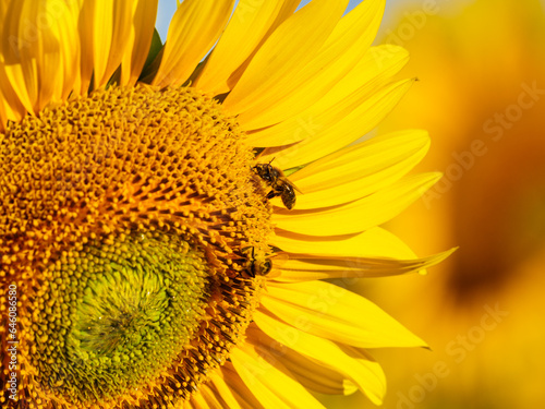 Honey bee collecting pollen at yellow flower. close up