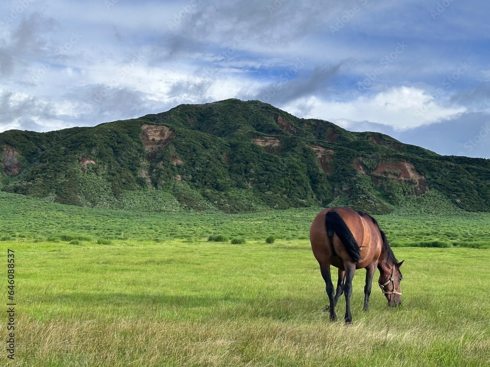Obraz premium horse in the meadow