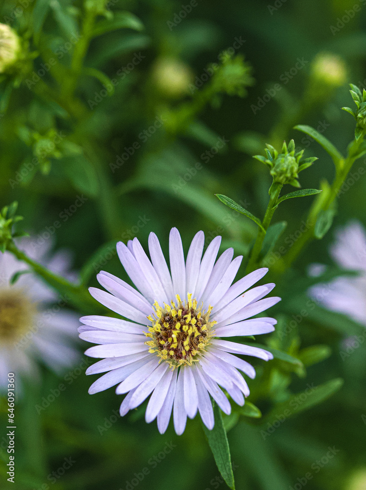 Beautiful close-up of a symphyotrichum novi-belgii Beautiful close-up of a symphyotrichum novi-belgii