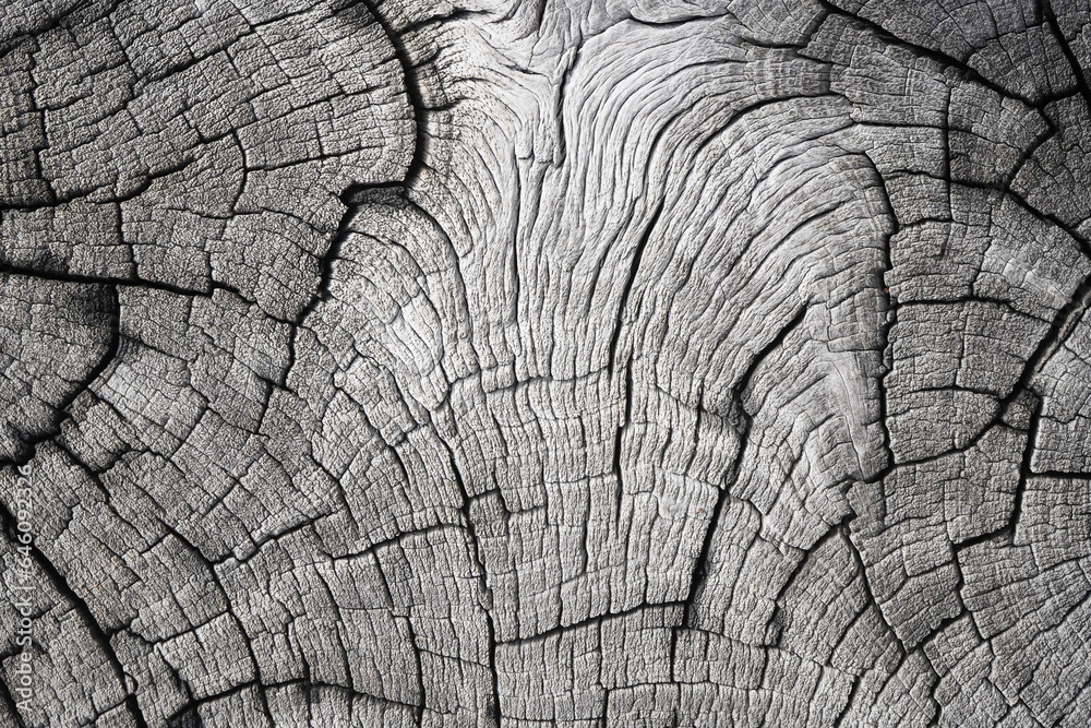 Macro closeup natural wood cracks texture